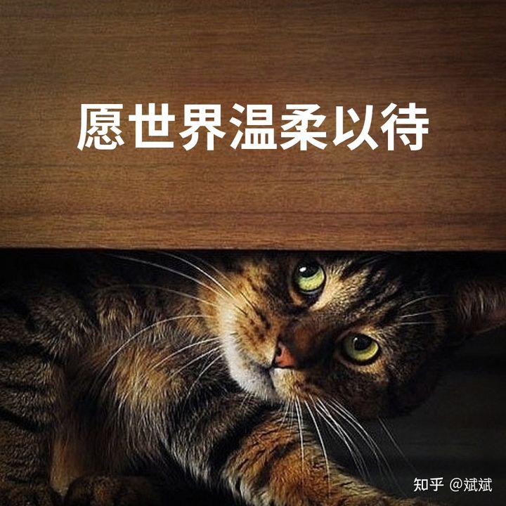 知乎:铁山靠在广大网友心中的评价:01 知乎:铁山靠在广大网友心中的评价:01